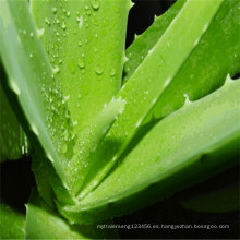 Dados de Aloe Vera Gel